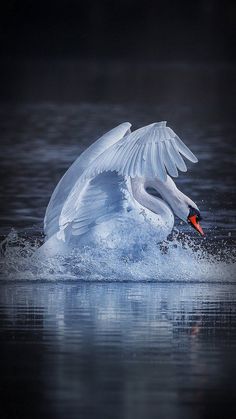 a large white swan flying over water with it's wings spread out and its head above the water