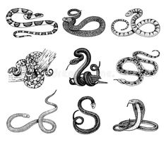 the snake and other snakes are drawn by hand royalty illustration