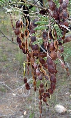 seed pods hanging from the branches of a tree in an area with sparse grass and trees