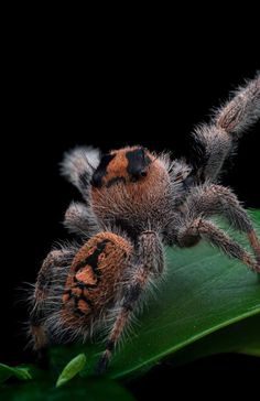 a large spider sitting on top of a green leaf