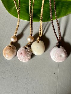 three seashells are hanging on a cord next to a green plant and a leaf