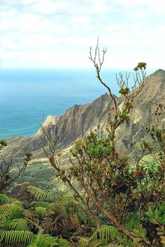 a mountain with lots of trees and plants on top of it near the ocean in front of some mountains