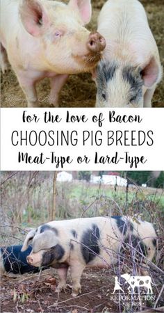 two small pigs standing next to each other on top of a pile of hay with the words for the love of bacon choosing pig breeds meat - type or land - type