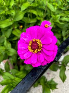 a pink flower sitting on top of a black metal rail in front of green leaves