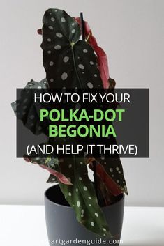 a potted plant with the words how to fix your polka dot begonia and help