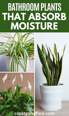 bathroom plants that absorb moisture in the house