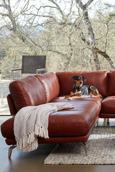 a dog laying on top of a brown leather couch in a living room next to a window