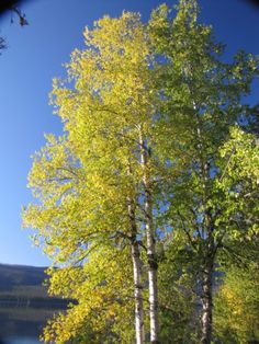 some trees that are standing in the grass