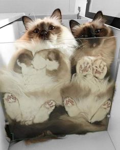 two cats are sitting in a clear box