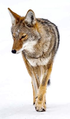 a wolf walking in the snow with it's eyes closed