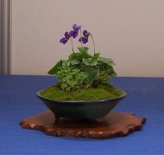 a bowl filled with green moss and purple flowers