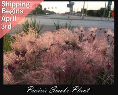 some very pretty pink flowers by the side of the road at sunset or sunrise time