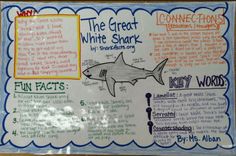 the great white shark poster is on display in front of a bulletin board with words and pictures