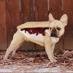 a small dog is dressed up like a cow