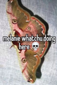 a moth with the caption melanie whatchuu doing here is on it