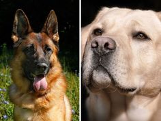 two different dogs are shown side by side