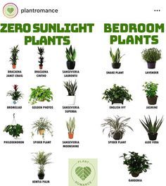 an image of some plants that are in the planter's houseplants