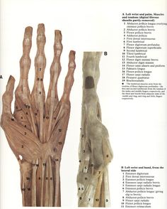 an image of human hand and wrist bones with labels on the upper half of it