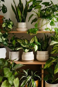 there are many plants on the shelves in this room