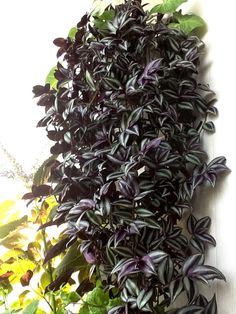 purple leaves are growing on the side of a wall