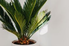 a potted plant with green leaves on a white table top next to a window