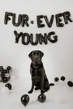 a black dog sitting in front of balloons that say fur ever young