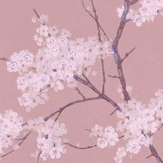 a pink background with white flowers and branches on the left side of the image is an illustration of cherry blossoms