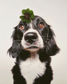 a black and white dog with a clover on its head