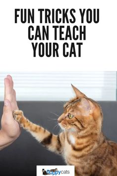 a cat that is standing up with its paw in it's mouth and the caption reads, fun tricks you can teach your cat