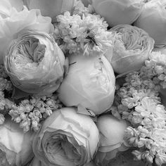 black and white photograph of flowers