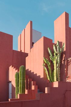 a large cactus sitting on the side of a building