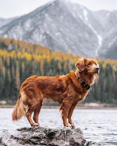 a brown dog standing on top of a rock next to a lake with mountains in the background