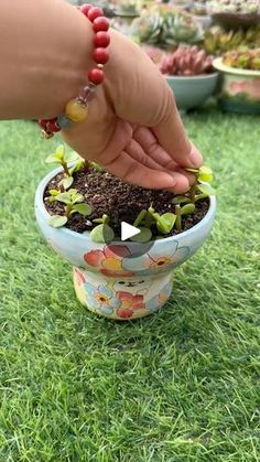 Propagate Succulents, Propagating Succulents, House Plants