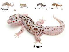 a white and brown spotted gecko on a white background