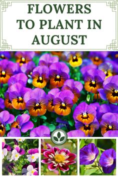 flowers to plant in august with text overlay