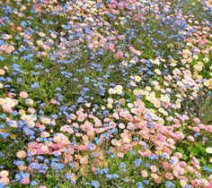 many different colored flowers growing in the grass