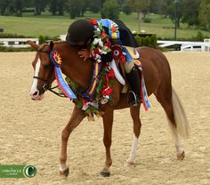 a person riding on the back of a brown horse