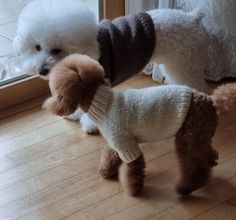 two poodles wearing sweaters and standing next to each other on the floor