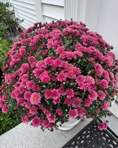 a potted plant with pink flowers sitting on top of a black metal grate