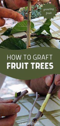 Learn how to graft fruit trees to enrich your growing fruit & fruit garden. Grafting allows you to produce a variety of fruit from a single tree, making it an excellent way to maximize space and enjoy unique, delicious fruits. This spring, take your garden to the next level with our grafting guide. Find more DIY outdoor projects, homestead living, and spring homesteading projects at ladyleeshome.com. Homesteading Projects, Diy Outdoor Projects, Grafting Fruit Trees, Growing Fruit Trees, Fruit Fruit, Homestead Living, Single Tree, Outdoor Diy Projects, Variety Of Fruits