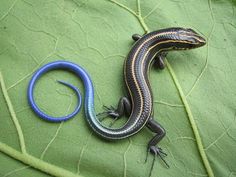 a small lizard sitting on top of a leaf next to a blue ring around it's neck