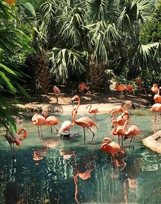 a group of flamingos standing in the water near some palm trees and rocks,