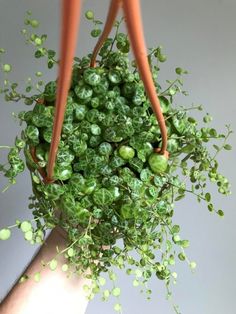 a potted plant in someone's hand with some green plants hanging from it