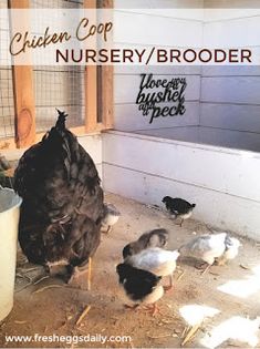 chickens and roosters in a coop with the words chicken coop nursery / breeder above them