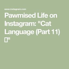 the text reads, pawned life on instagram cat language part 1 d '