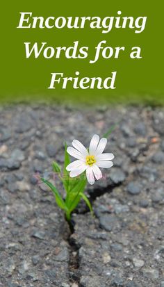 a flower growing out of the ground with text overlay that reads encouraging words for a friend