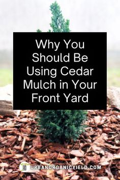 a small tree with the words why you should be using cedar mulch in your front yard