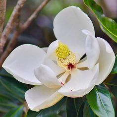 Magnolia grandiflora ‘Little Gem’ Magnolia Little Gem, Trumpet Vine, Specimen Trees, Potted Trees