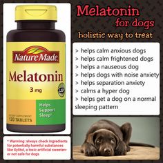 a dog laying down next to a bottle of melatonin