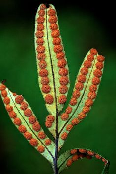 an orange and white plant with lots of dots on it's leaves, in front of a green background